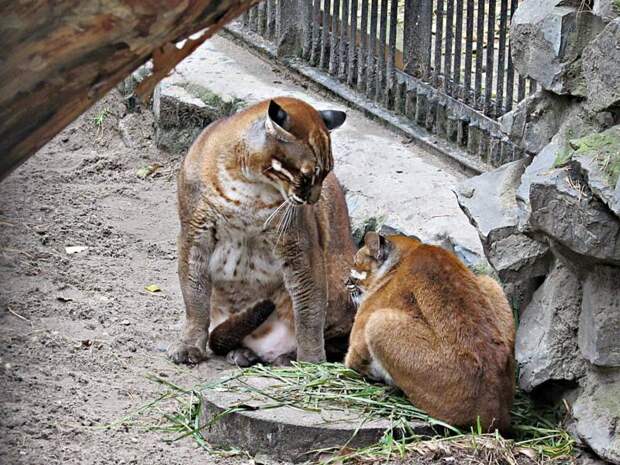 В Новосибирский зоопарк привезли редких кошек Темминка