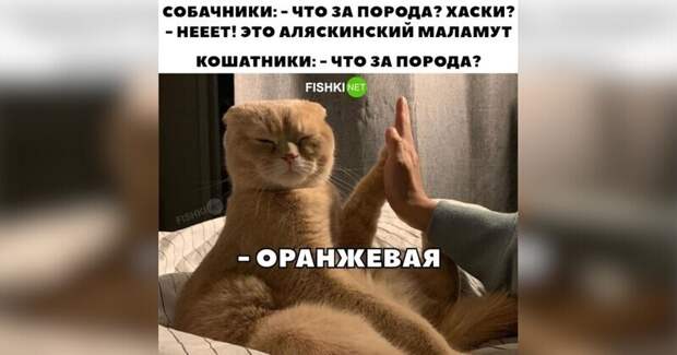 О кошатниках начистоту О кошатниках начистоту