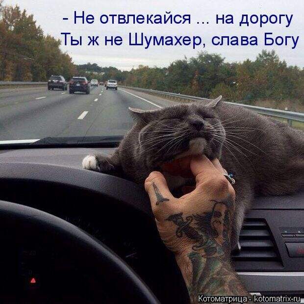 Лучшие котоматрицы недели (50 фото)