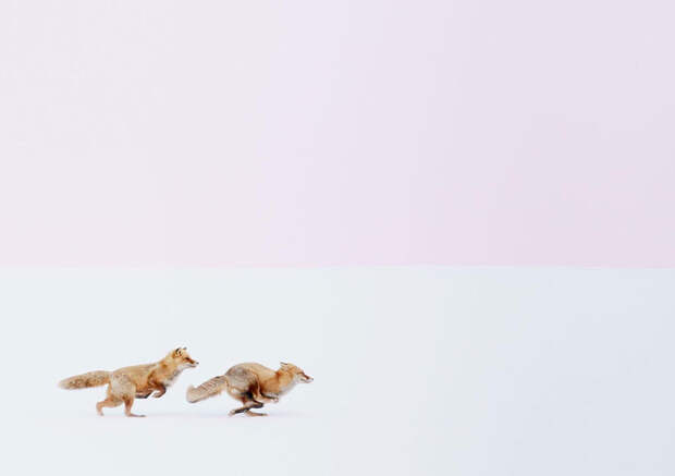 6. Куда бы ты ни шел, я пойду за тобой, Япония national geographic, вокруг света, природа, фотография