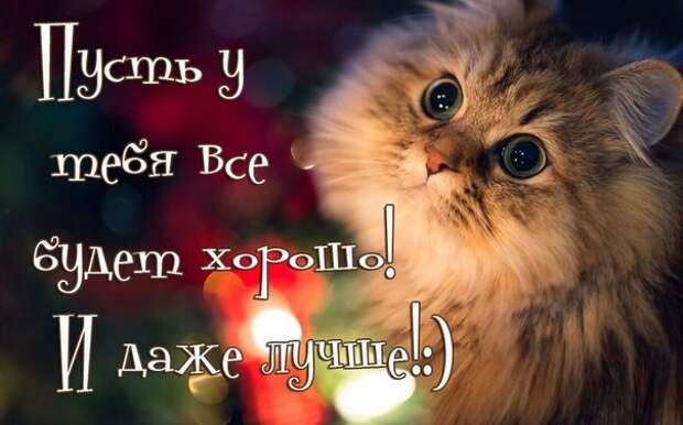 Просто котики коты, юмор