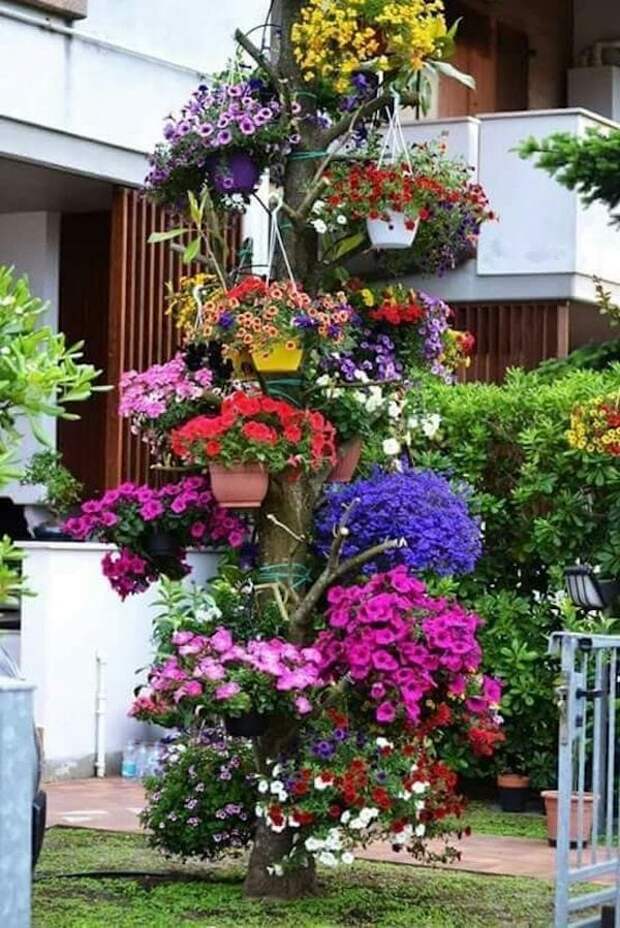 Украсьте свой сад при помощи ярких цветочков в горшках