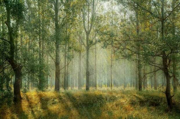 Сенаторы обсудят вопросы развития лесного хозяйства