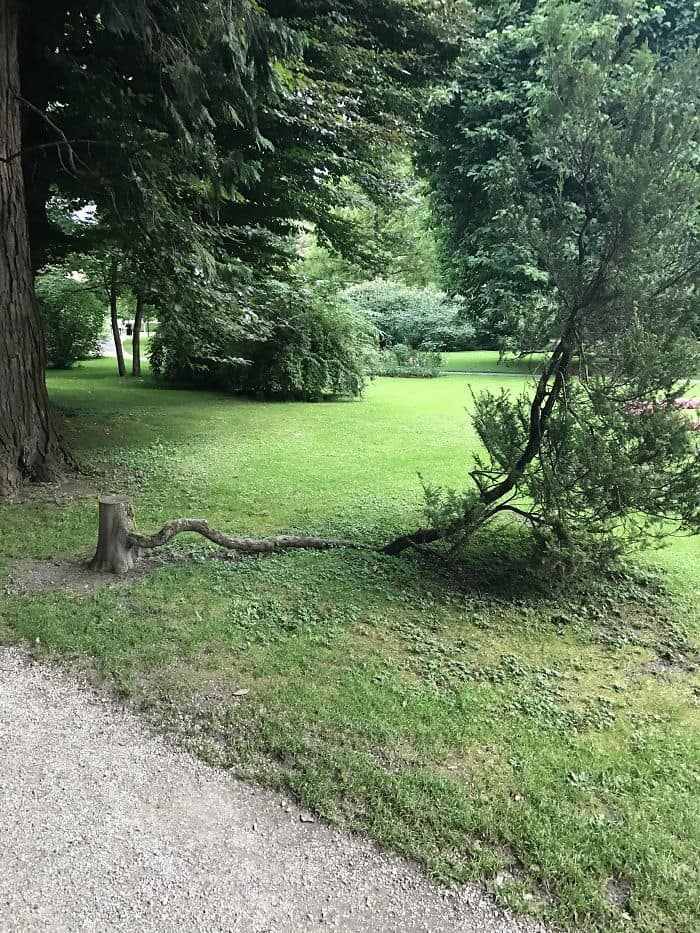 This Tree That Refuses To Die This Tree That Refuses To Die