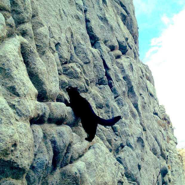 Кошка-скалолаз ходит в горы со своим хозяином