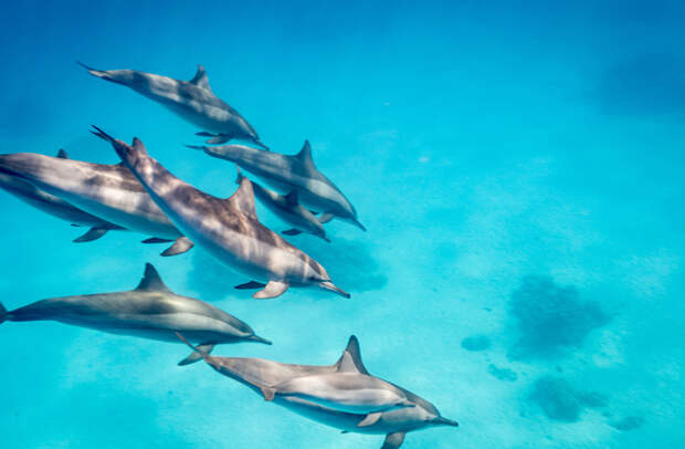 дельфин, самые умные животные