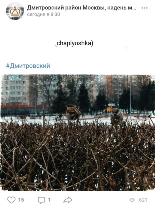 Фото дня: пернатые на Ангарской улице