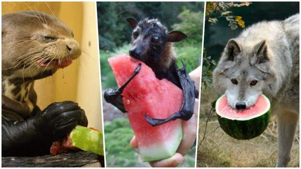 20 прелестных животных, которые просто обожают арбузы арбузы, животные, милота, прикол, юмор