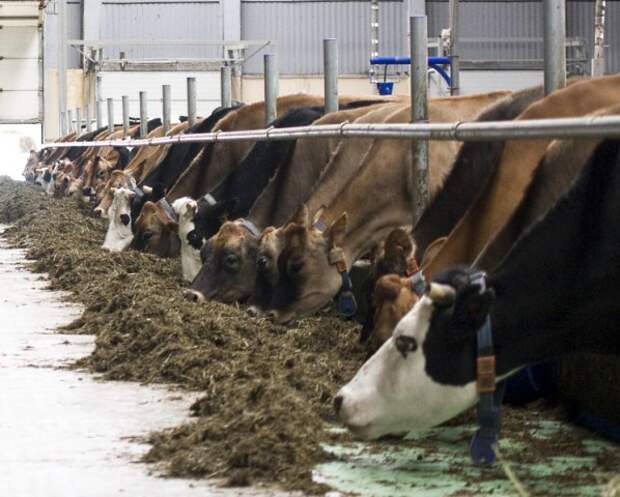 Справы малочныя.