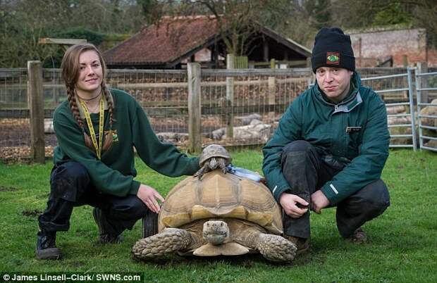 Самец черепахи стал инвалидом после 2-месячного секс-марафона животные, секс-марафон, черепаха