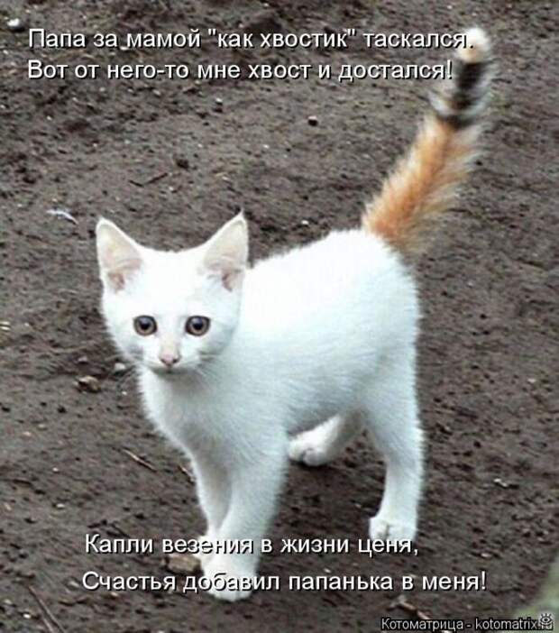 Приколы в котоматрице 19