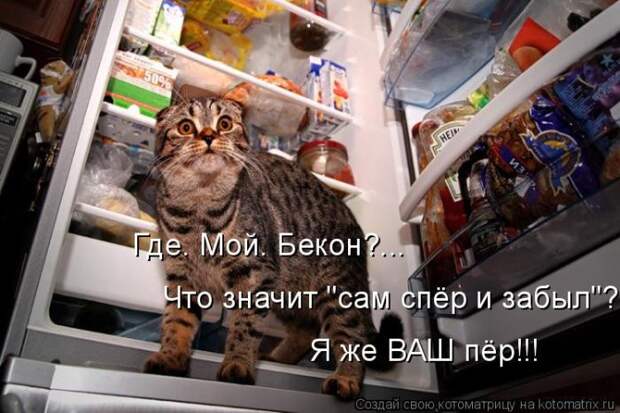 Лучшие котоматрицы недели Лучшие котоматрицы недели