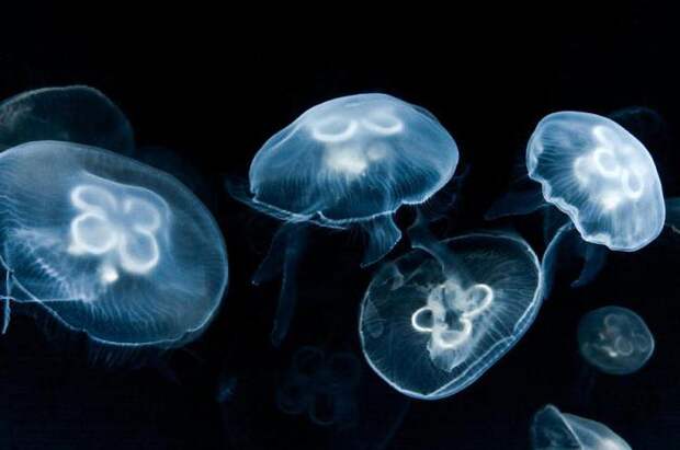 Медуза «львиная грива» и другие опасные представители морских глубин