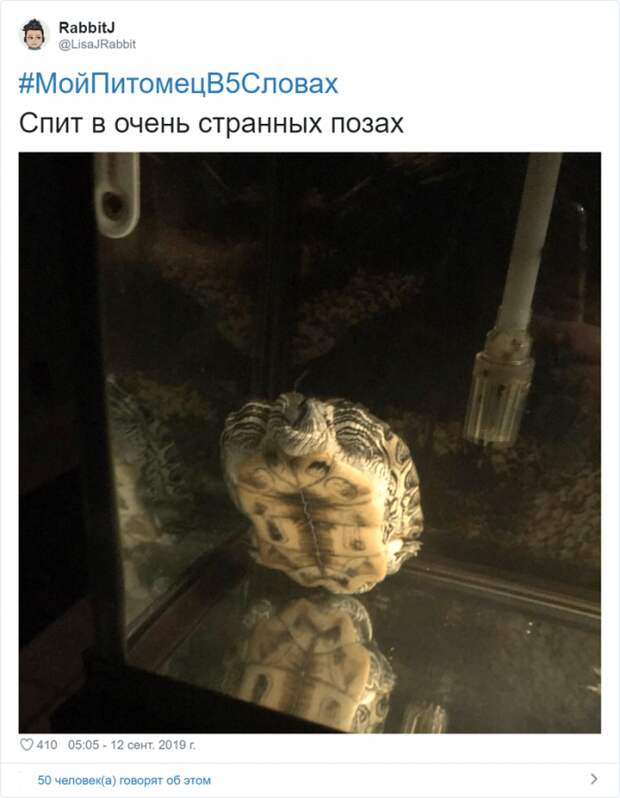 Флешмоб «Мой питомец в пяти словах» Флешмоб «Мой питомец в пяти словах»