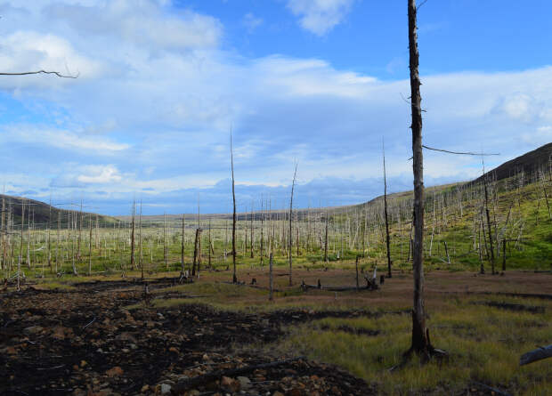 Норильские деревья рассказали о вкладе арктической промышленности в изменение климата