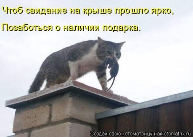Свежая котоматрица на Бугаге (33 фото)
