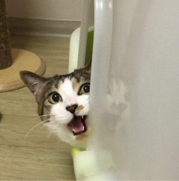 Снимки котиков, которые содержат в себе звук