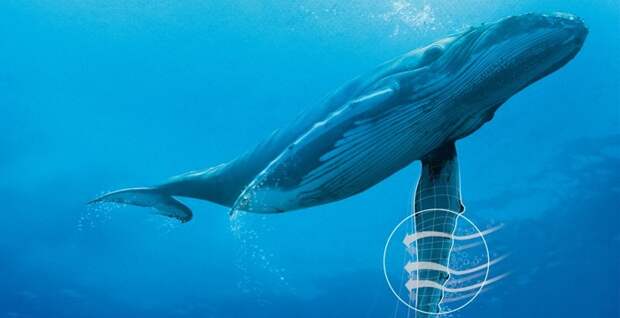 Плавник такой необычной формы у кита не просто так. /Фото: jw.org