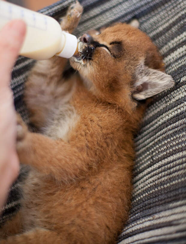 Baby Caracals