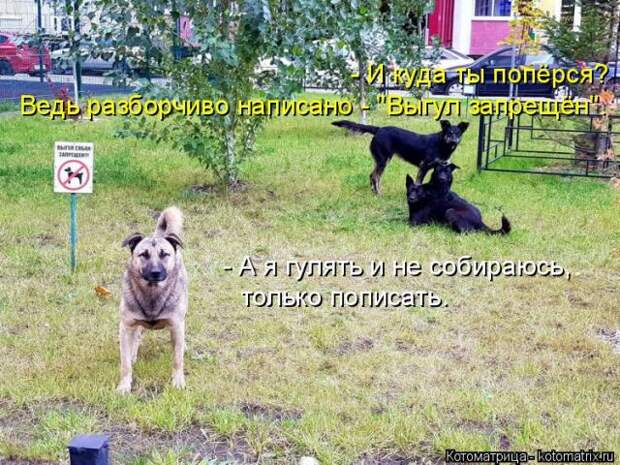 Лучшие котоматрицы недели (50 фото)