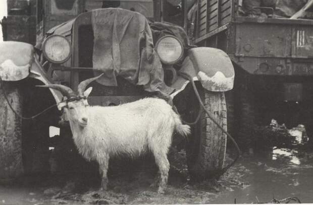 Коза полезна на войне - и молоком обеспечит, и немцев поймать поможет. /Фото: novorab.ru