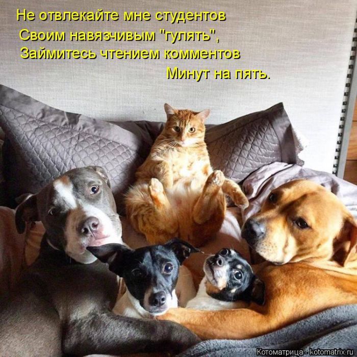Лучшие котоматрицы недели (50 фото)
