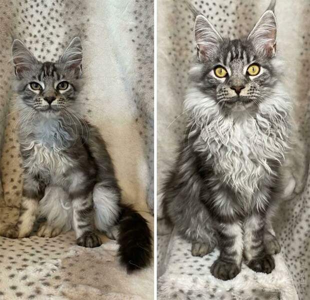 Животные, усыновлённые в ноябре