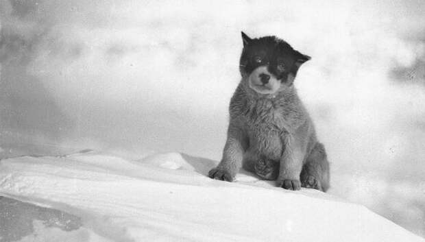 Уникальные фотографии из первой Австралийской антарктической экспедиции 1911–1914 годов