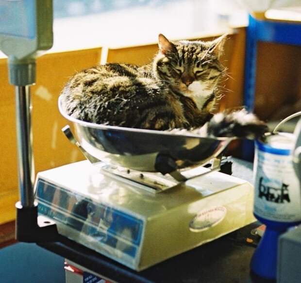 Милое,коты,кошки, коробка,ёмкость.ваза