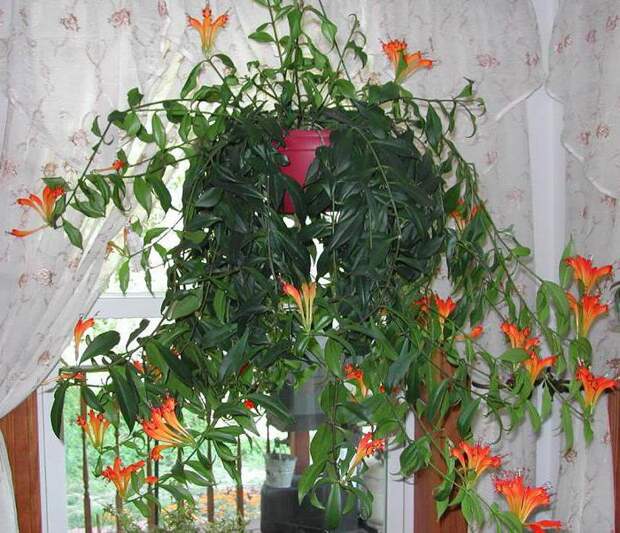 Комнатный цветок эсхинантус: фото