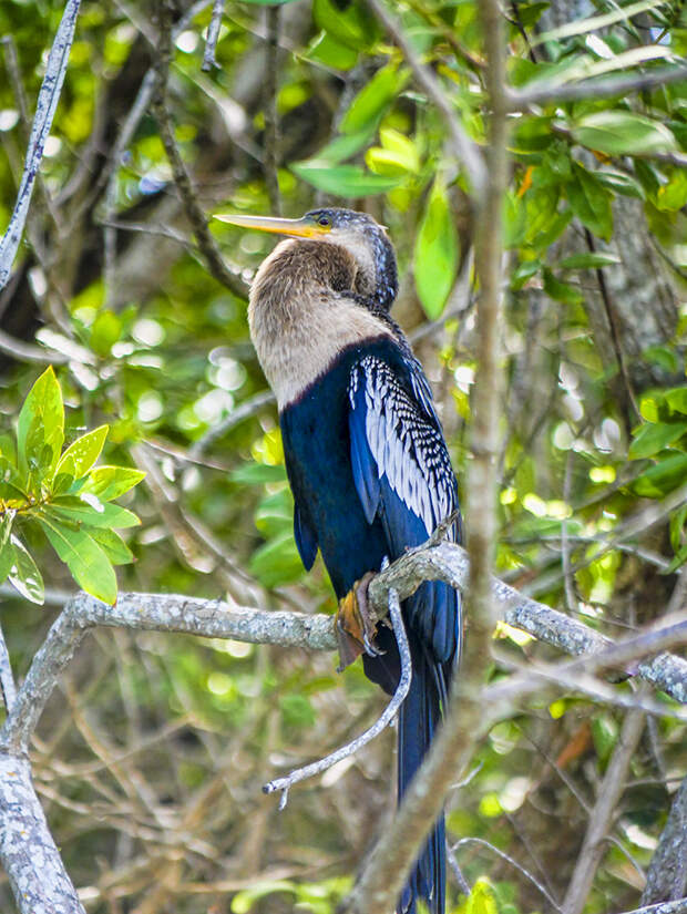 Wildlife Watching on a Fascinating Journey Through Mayakoba