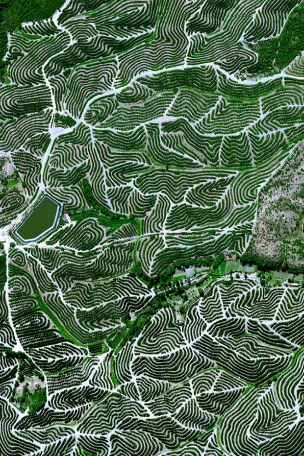 Фруктовые деревья культивируют на холмах Уэльва, Испания.