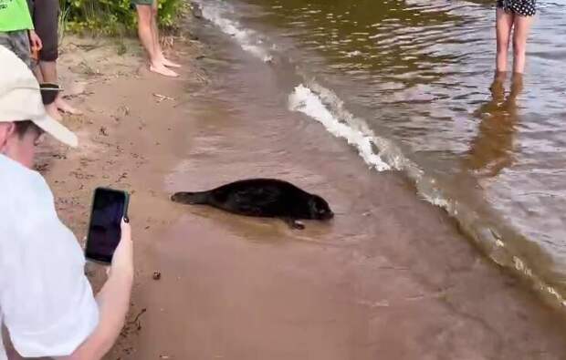 Недокормленных балтийских нерп может выбросить на берег Ладоги из-за ветра