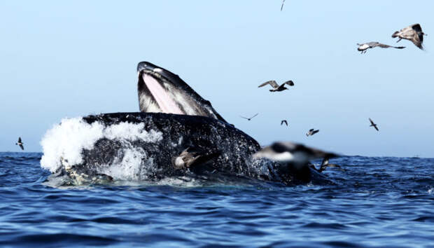 Особенности питания синего кита