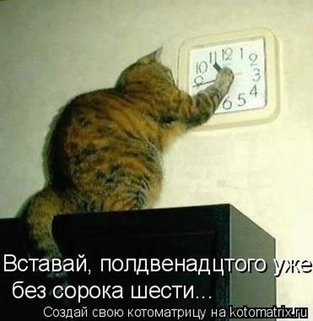 Свежая котоматрица (21 фото)