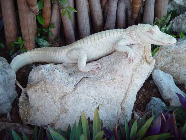 16-Крокодил-альбинос