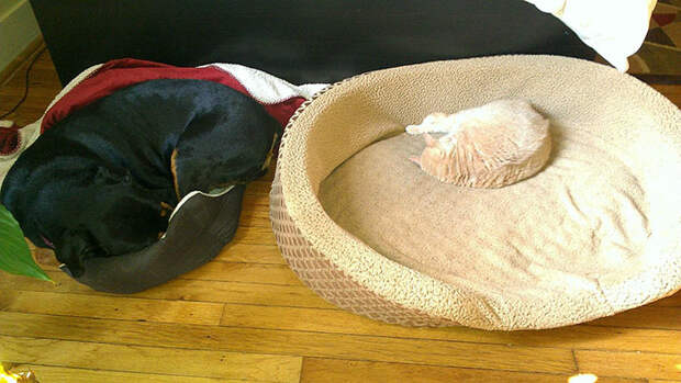cats-stealing-dog-beds-43-57e11cbd7790e__700