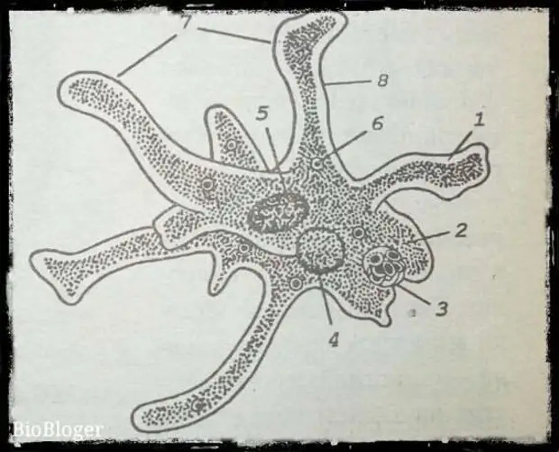 Амеба систематика. Обыкновенная амеба ложноножки ядро эктоплазма. Эктоплазма у амебы. Эндоплазма у амебы. Гидра амеба.