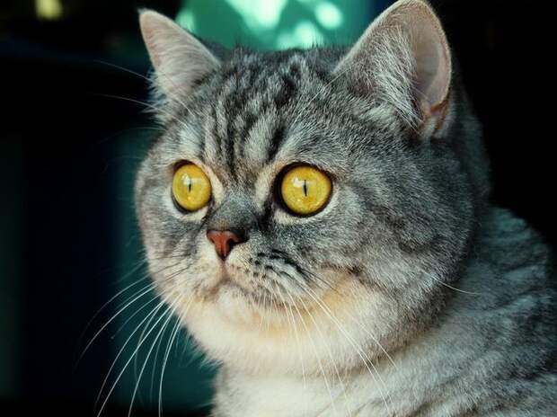 Котофотопозитив Котофотопозитив животные, коты, прикол