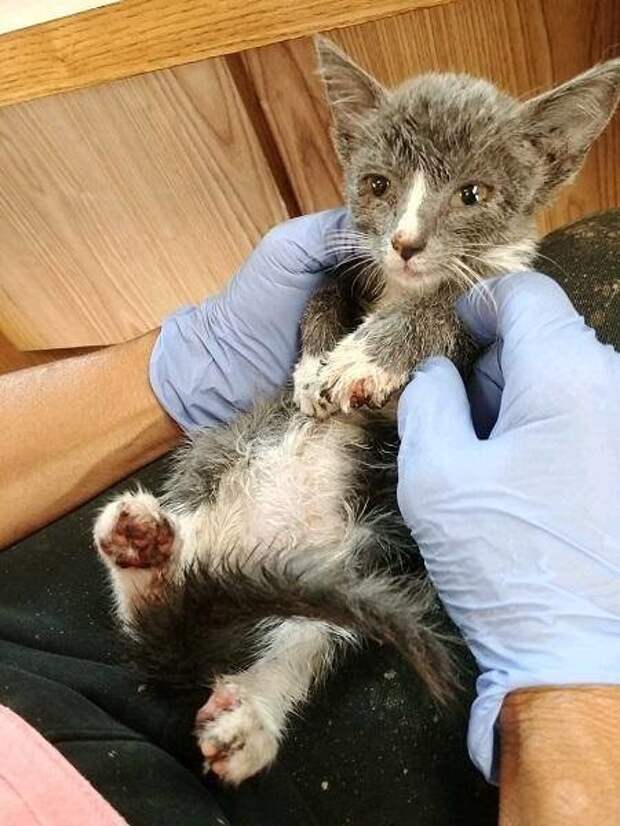 котенок на руках