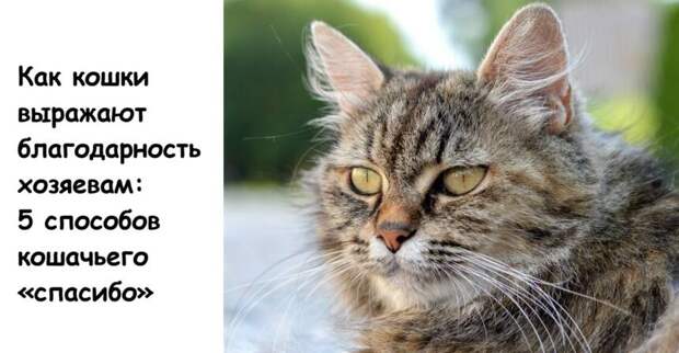 Как кошки выражают благодарность хозяевам: 5 способов кошачьего «спасибо»
