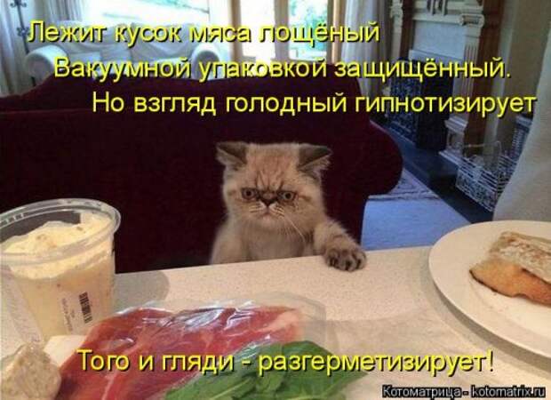 Новая котоматрица для всех (33 фото)
