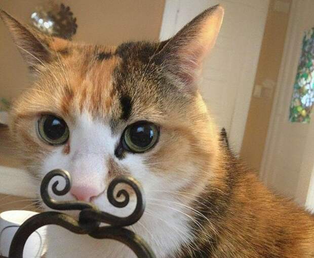 Забавный котопост)