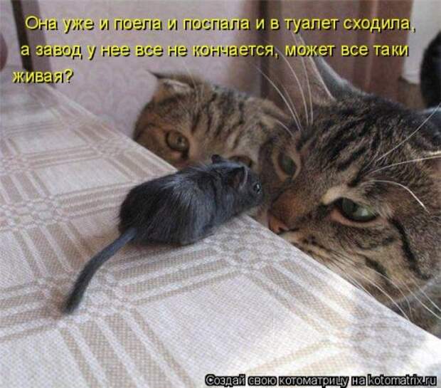 Новая котоматрица для всех (34 фото)