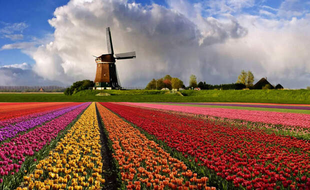 Голландский Голландский относится к группе западногерманских языков, распространенной в Нидерландах, Бельгии и Суринаме. В настоящее время голландский имеет официальный статус в Аруба, Синт-Маартене и Кюрасао.