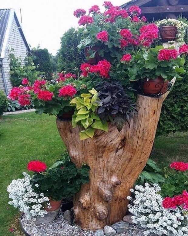 клумба из пня своими руками