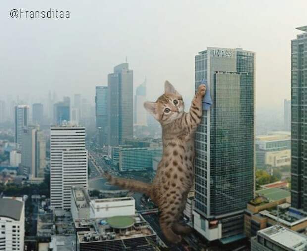 Гигантские кошки в городских ландшафтах животные, кошки, ландшафт, прикол, фотошоп, юмор