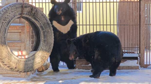 В барнаульском зоопарке медведи почуяли приближающуюся весну и вышли из спячки