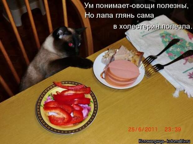 Котоматрица на Бугаге (33 фото)
