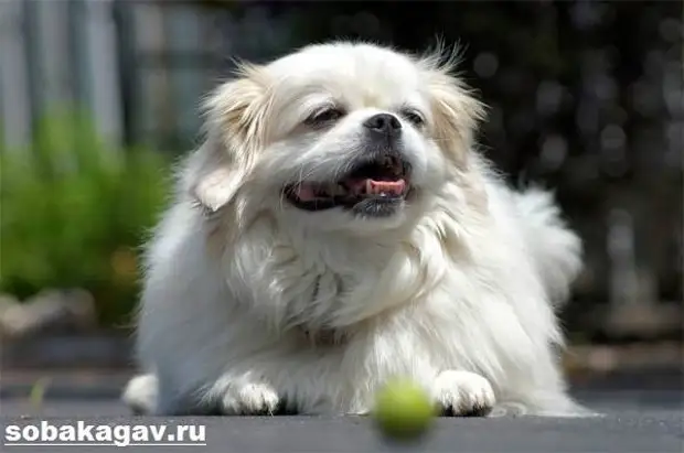 Тибетский спаниель собака. Описание, особенности, уход и цена породы